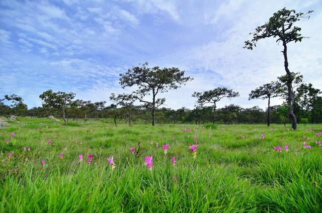 Chaiyaphum province, Thailand