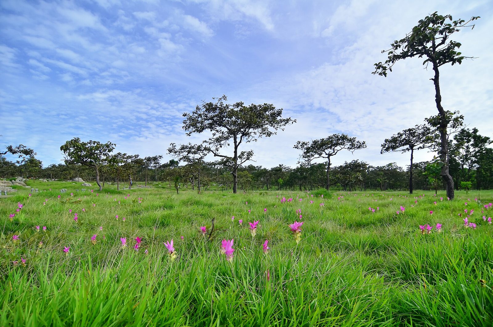 Chaiyaphum province, Thailand