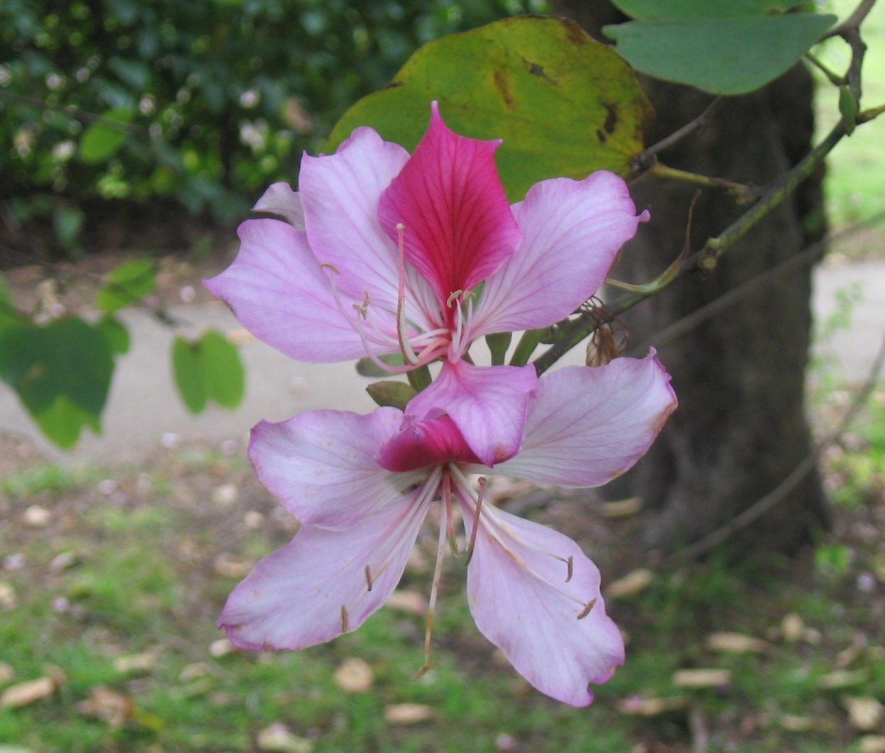 Nan province, Thailand